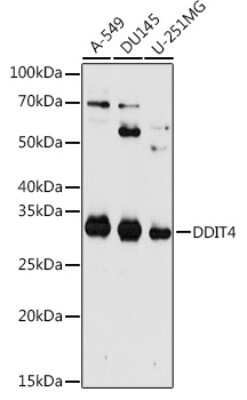 Western Blot: DDIT4 AntibodyBSA Free [NBP2-92942]